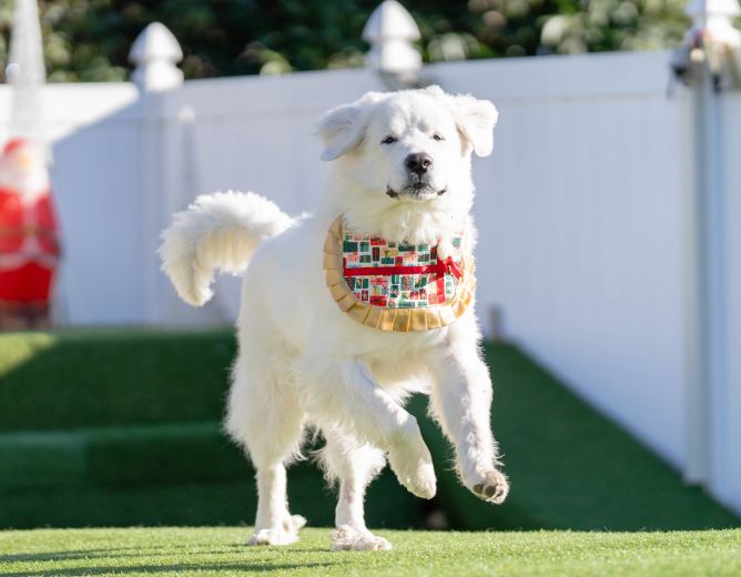 愛犬と楽しむマハロフルーツファーム